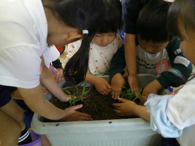 優しく植えよう